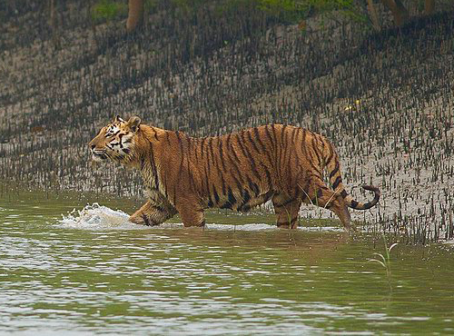 Sundarban Tour Package